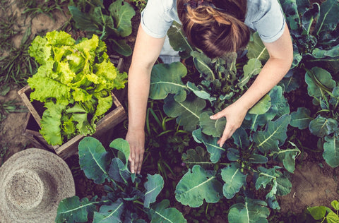 A gardener tending to leafy greens in a vegetable garden, illustrating the importance of natural health practices, which may include taking L-Lysine for wellness and immunity.