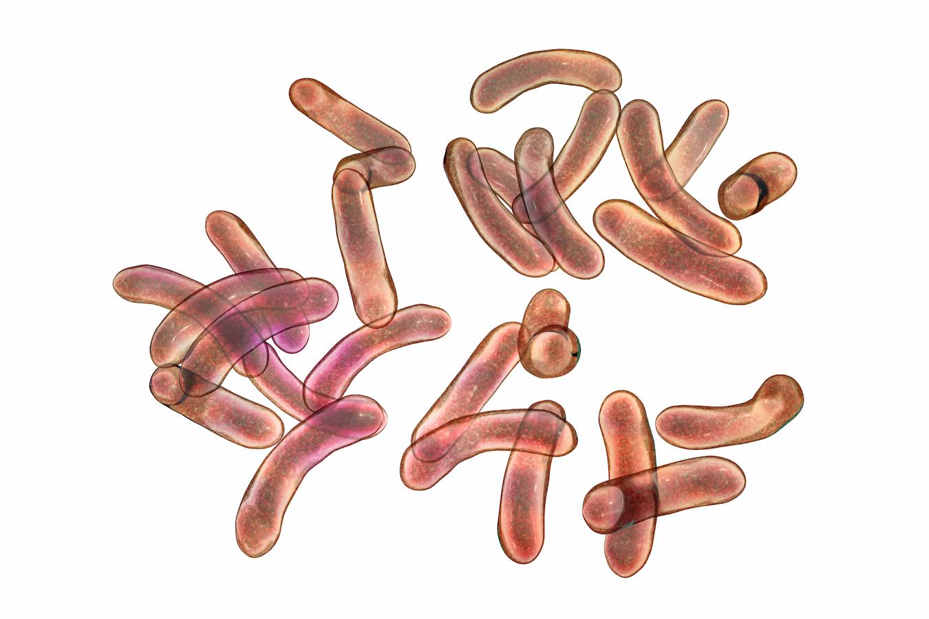 various bacteria cells b lymphocytes antibody molecule b lymphocytes mast cells secondary lymphoid organs particular antigen present antigen mast cells mucous membranes