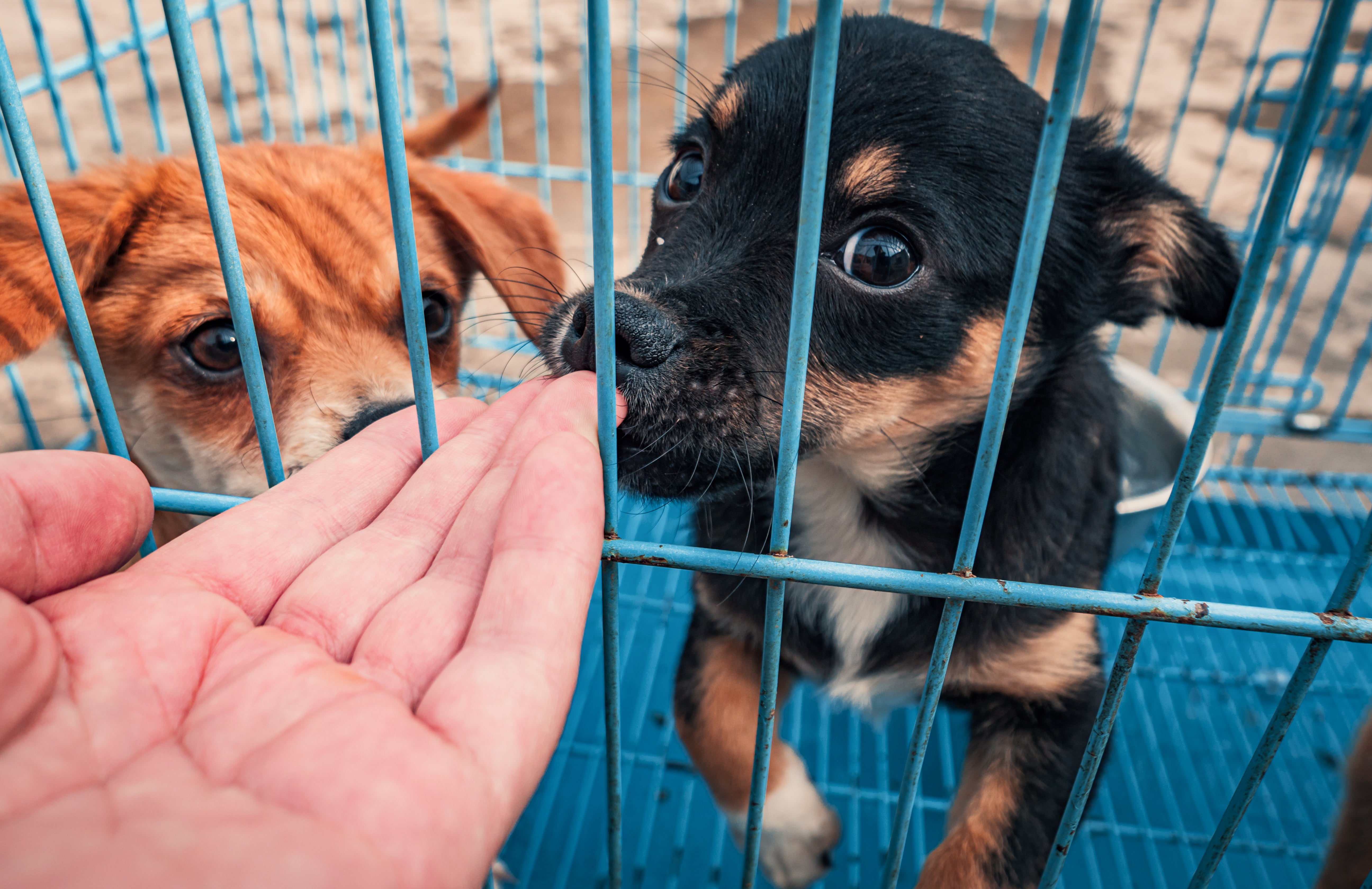 feeding shetler dogs