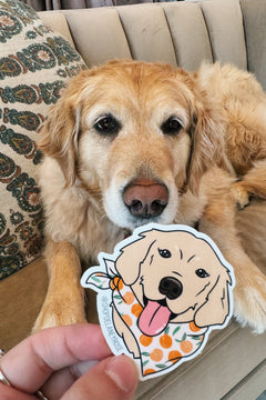 Honey Golden Retriever Sticker