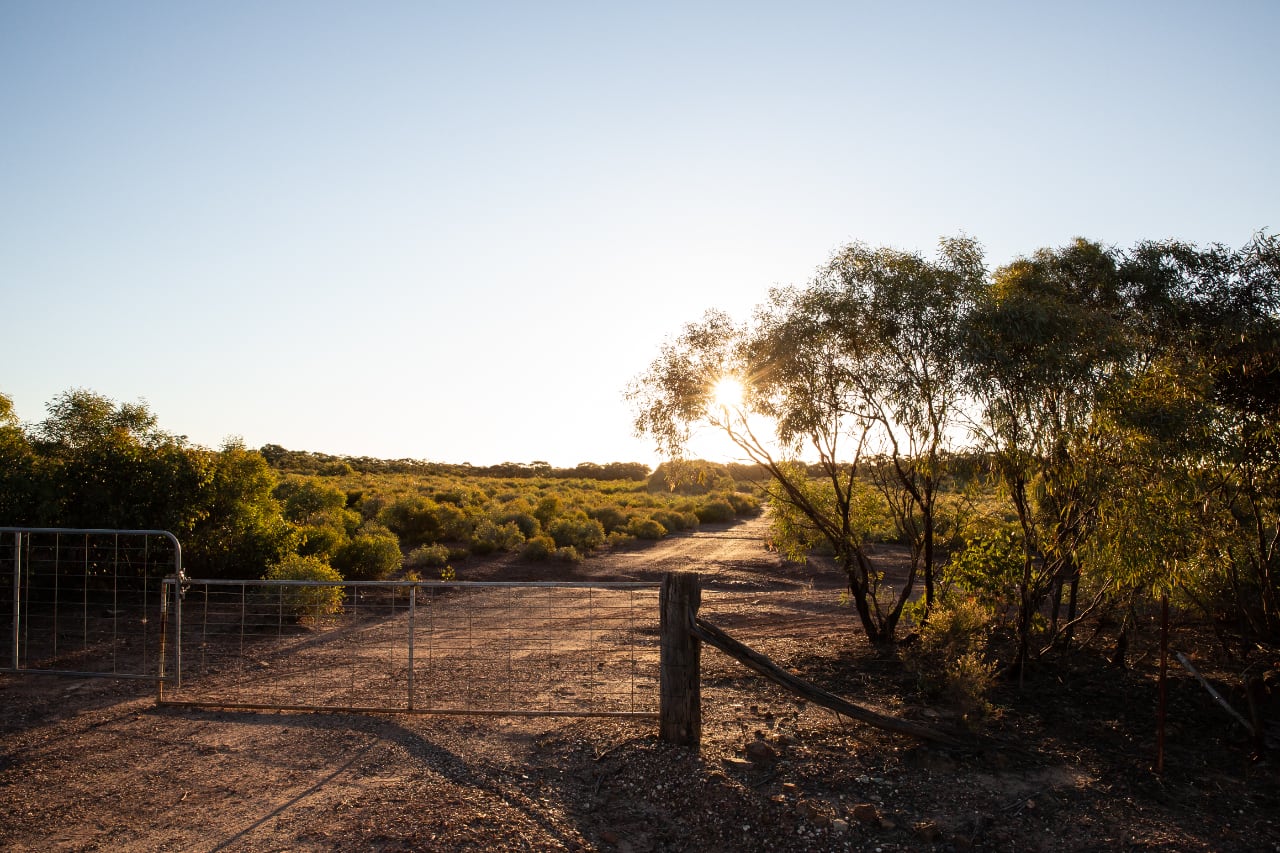 Hartlands Eucalyptus Farm - Established 1890 - Producers of the finest Blue Mallee Eucalyptus Oil