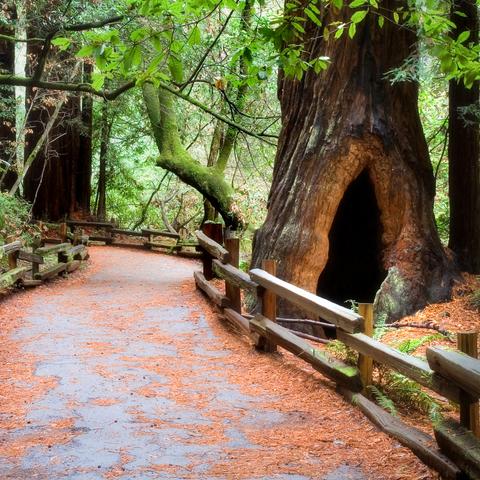 Muir Woods Accessible Trails