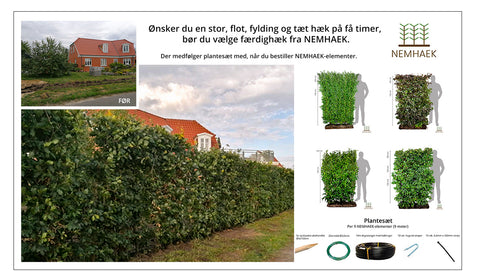 Færdighæk Billigblomst