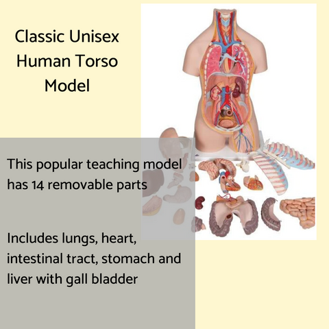 Human Torso Anatomy Model