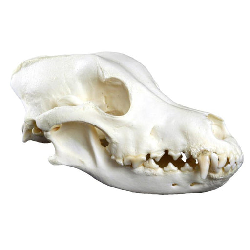 Median section of a dog head