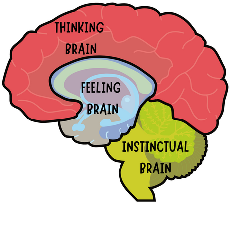 3 parts of the brain