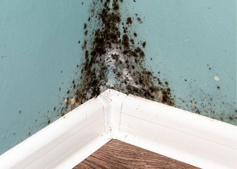 mould in room