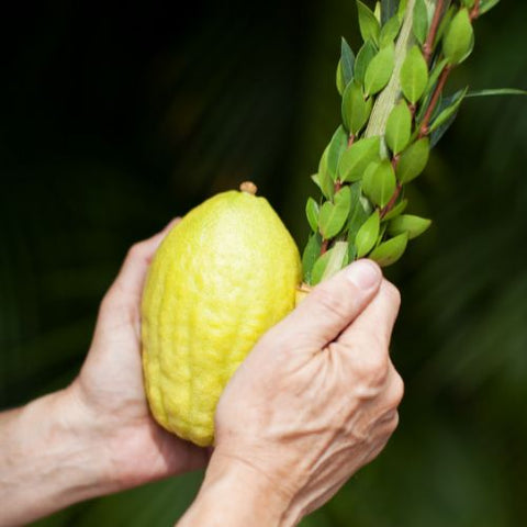 etrog, citrus fruit used on sukkot