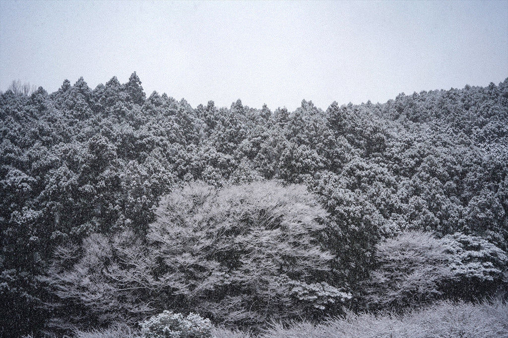 伊勢原　雪