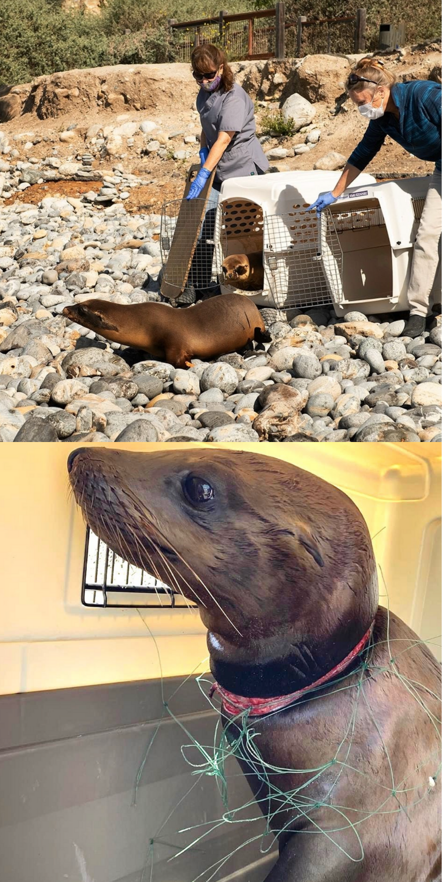 Top photo - Marine Mammal Care Center releasing sea lions after rehabilitation. Bottom Photo - A sea lion suffering with injury from fishing line/plastic pollution 