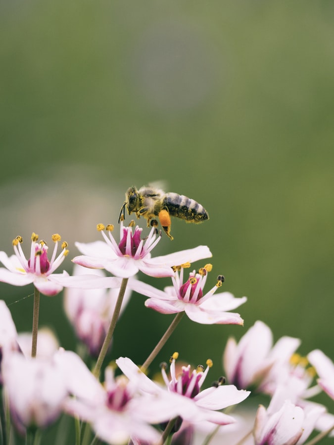 Les abeilles, un maillon essentiel de notre environnement