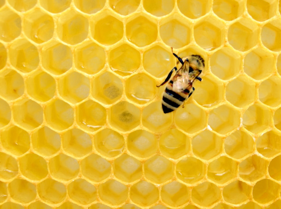 Il faut sauvegarder les abeilles, maillon indispensable à notre environnement