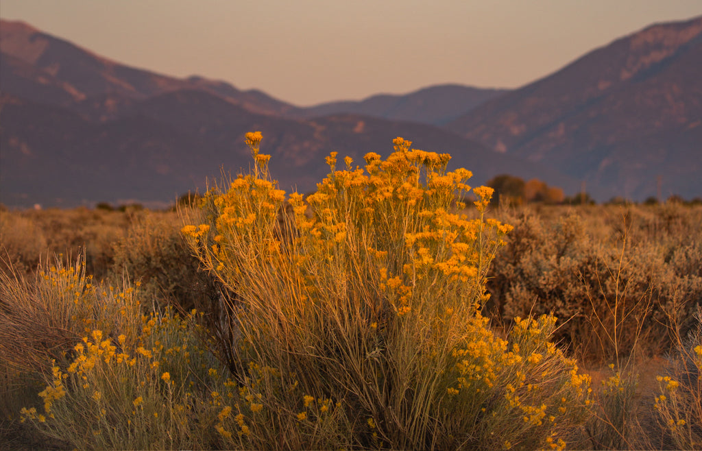 Sunset sage in Taos New Mexico