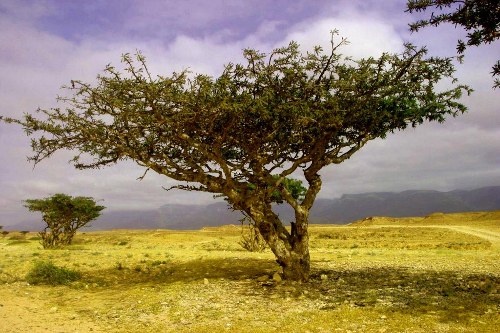 Boswellia tree in nature