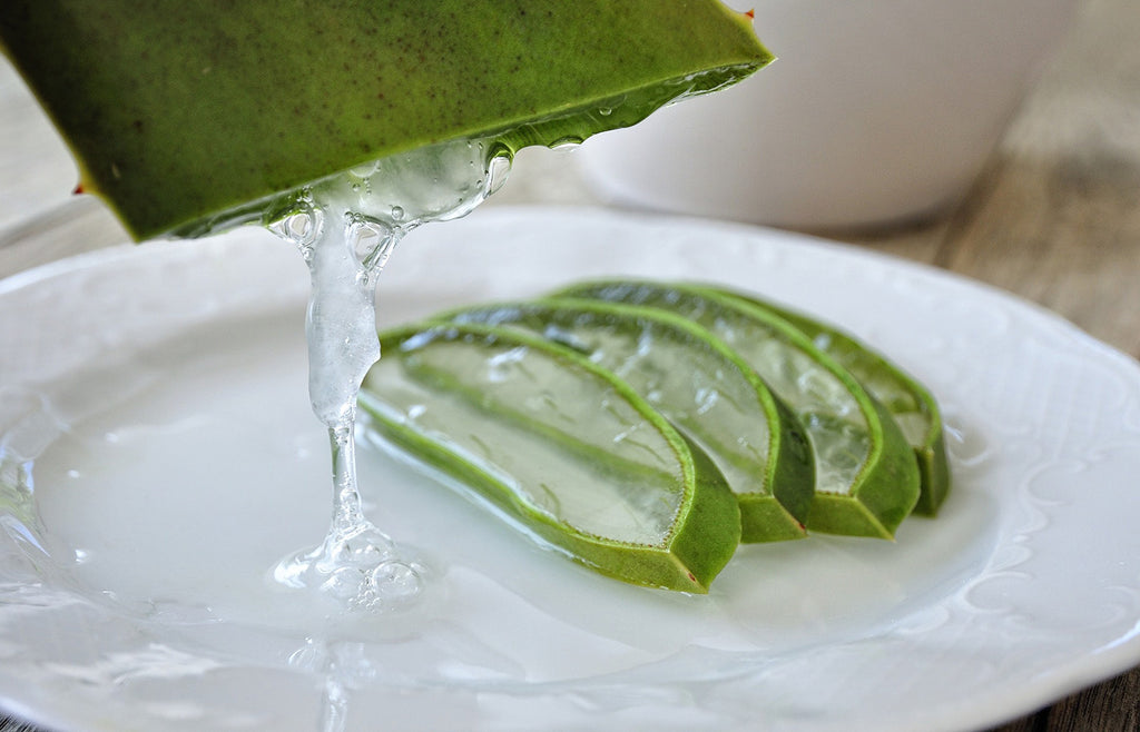 Close up of aloe vera gel from plant