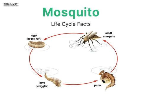 combien de temps vivent les moustiques