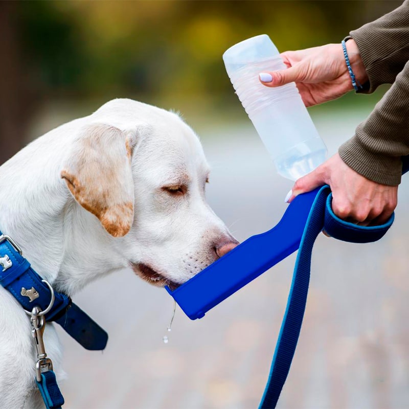 Honden voor honden, 500 ml hondenfles | Bronpets ©, drinken voor honden, kat drinkfonteinen, hondendrinkfontein, kat drinken drinkchauffeur, hondenlager voor honden, hondenwaterdrank. Fr, nl, be, it, de, co.uk