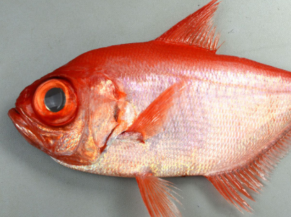 Golden eye snapper/red snapper/Kinmedai on ice, Beryx splendens, Tsukiji  Fish Market, Tokyo, Japan. - SuperStock