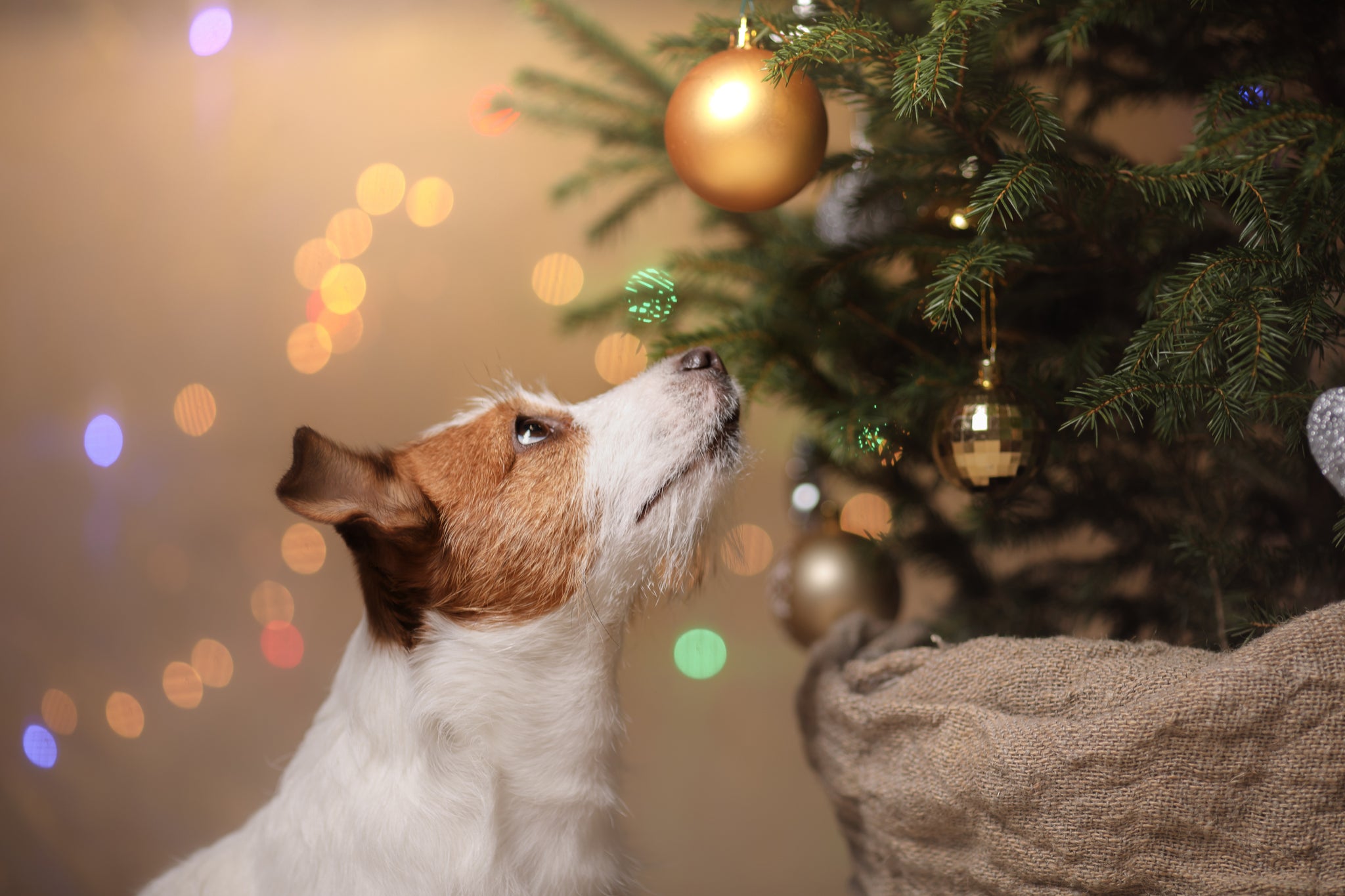 stress relief for pets over the festive season