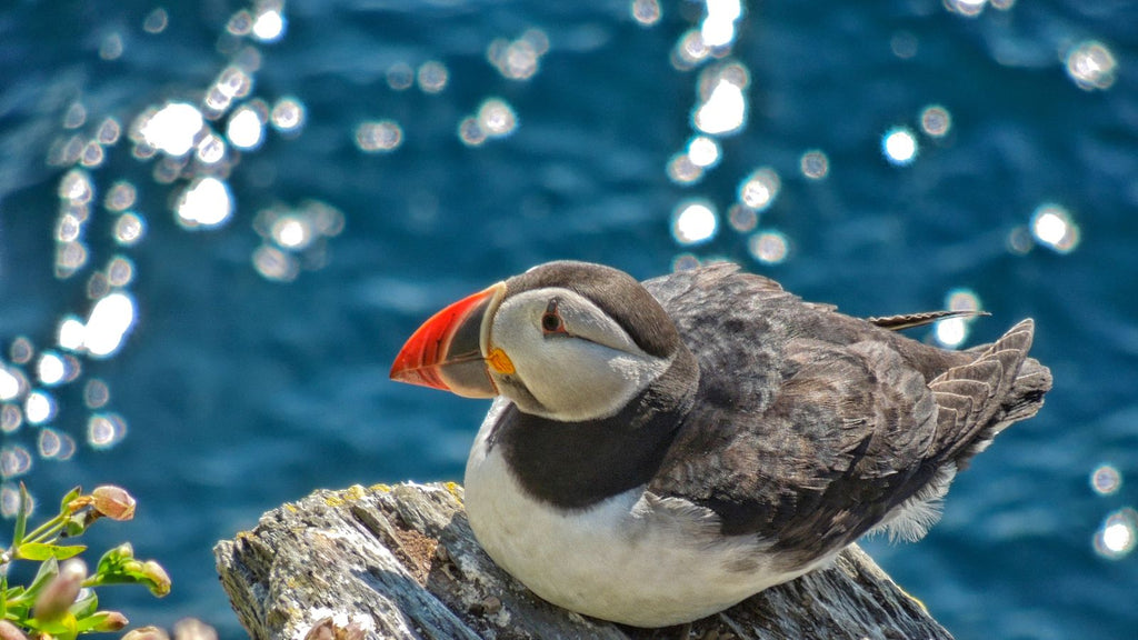 7 Interesting Facts About the Skellig Islands