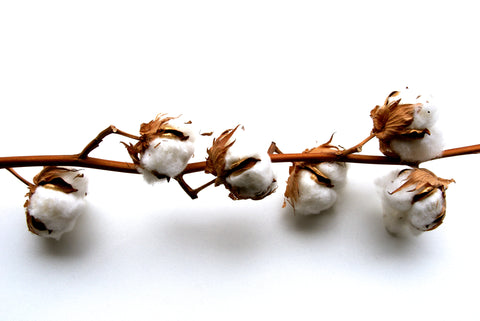 certified organic cotton organic pima cotton