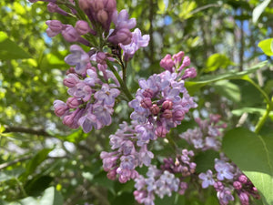 Lilac Flower Essence