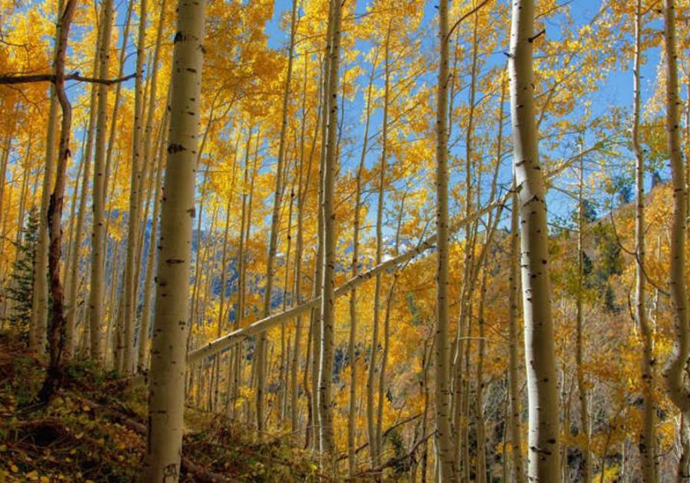 Alpine Loop Scenic Byway