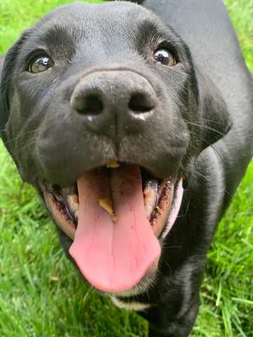 Overland Junction Labrador dog