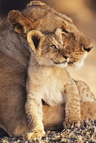 Lion et Lionne 