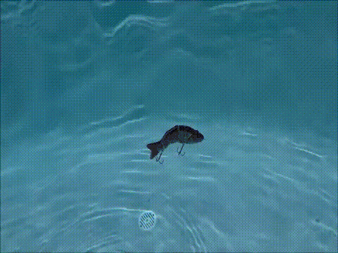 SpireBuzz- Lifelike Swimbait – Ceelic