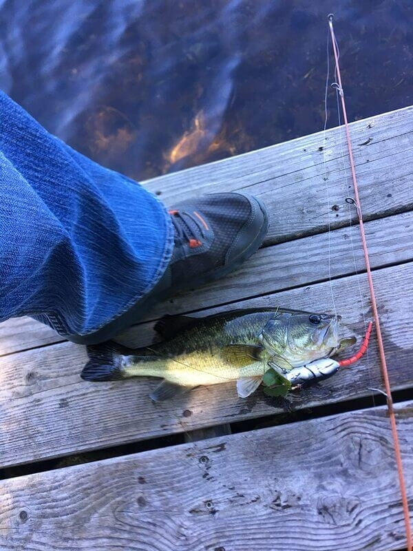 Big Pike on a rat lure  Catching fish, Pike fishing, Giant fish