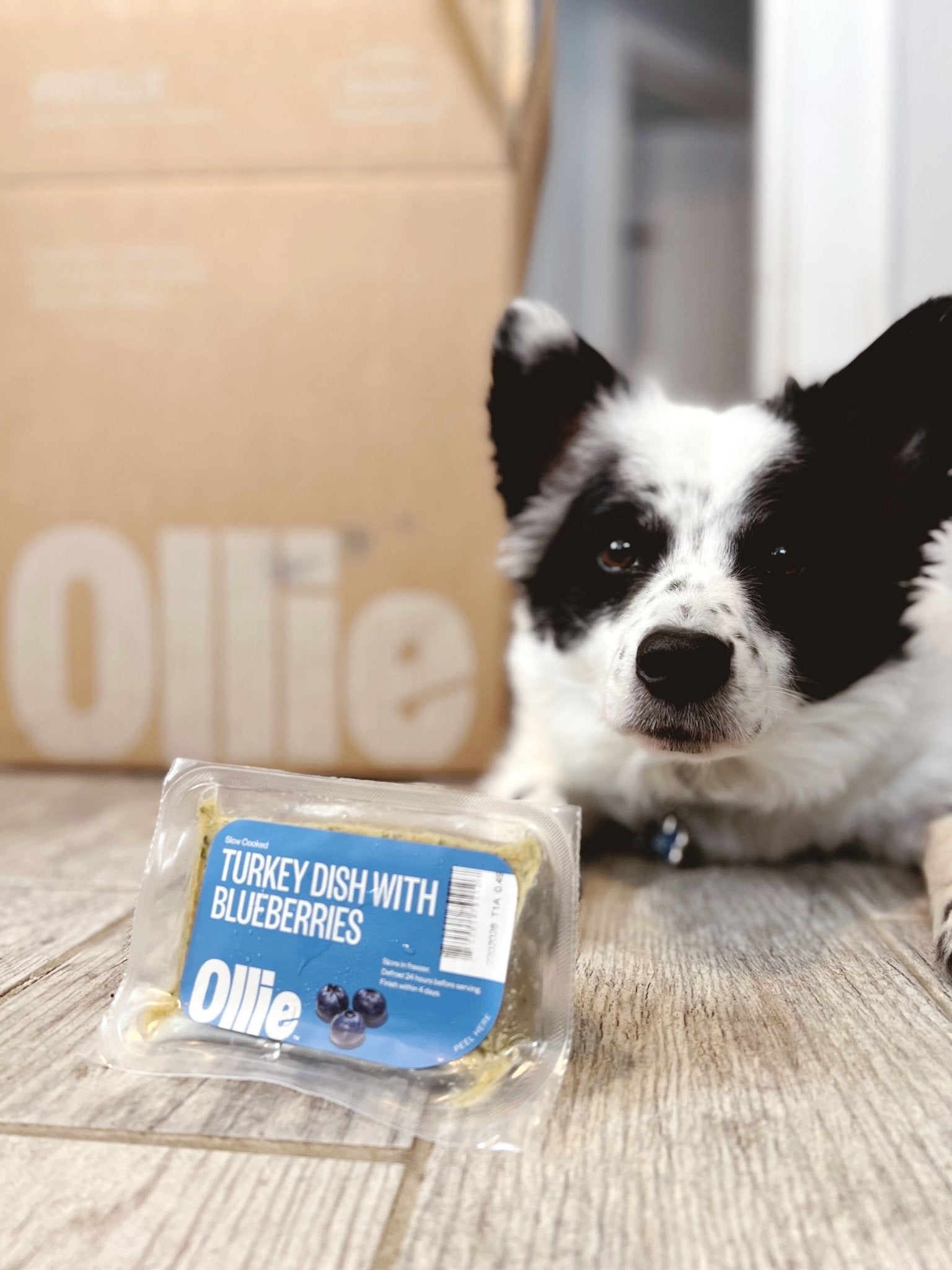 Ollie Dog Food