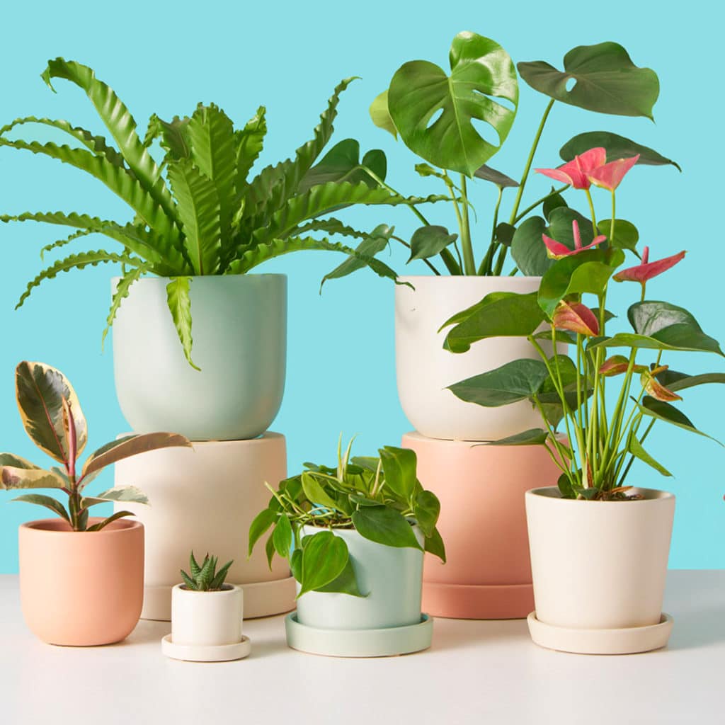 The Sill Plant Parent Set