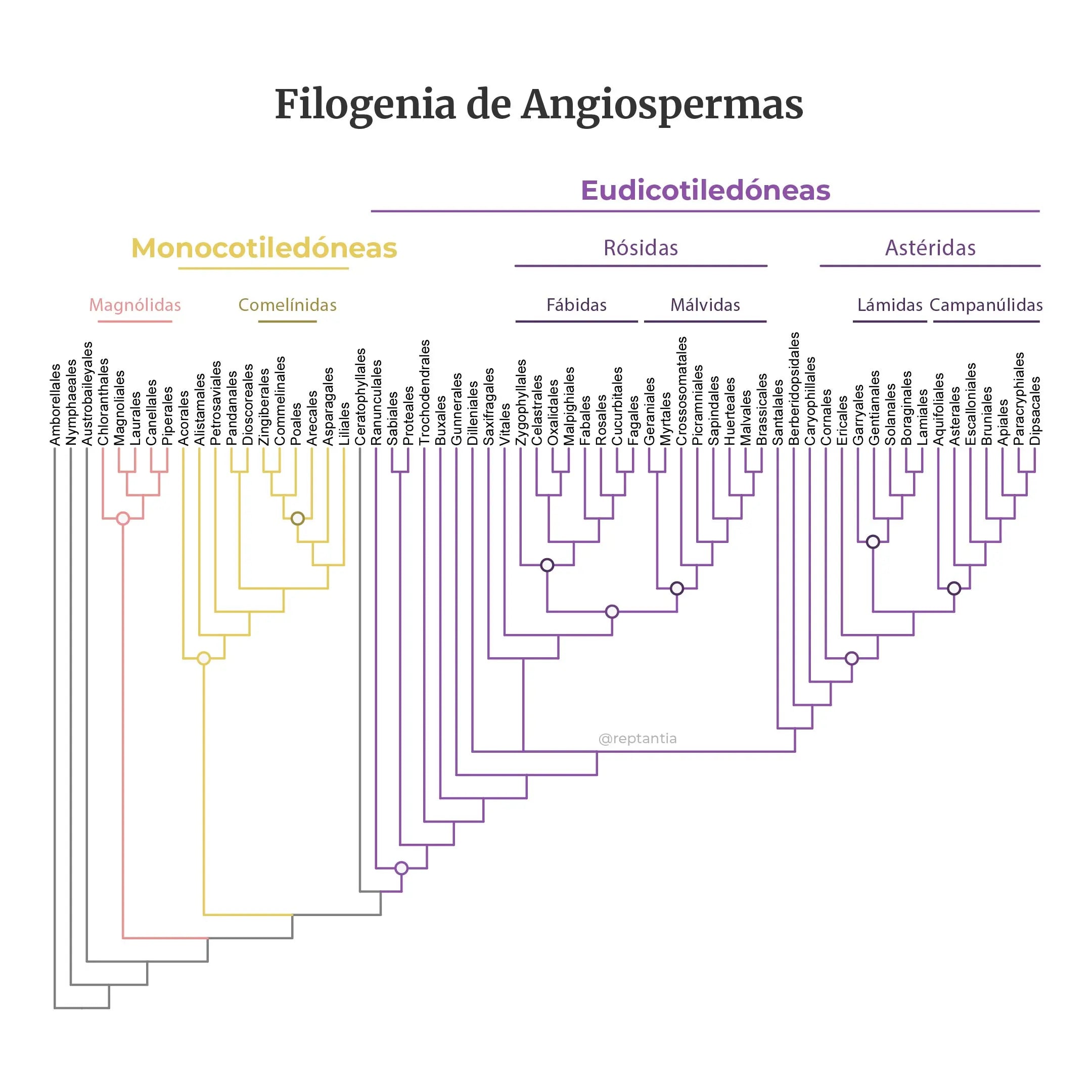 Filogenia de Angiospermas