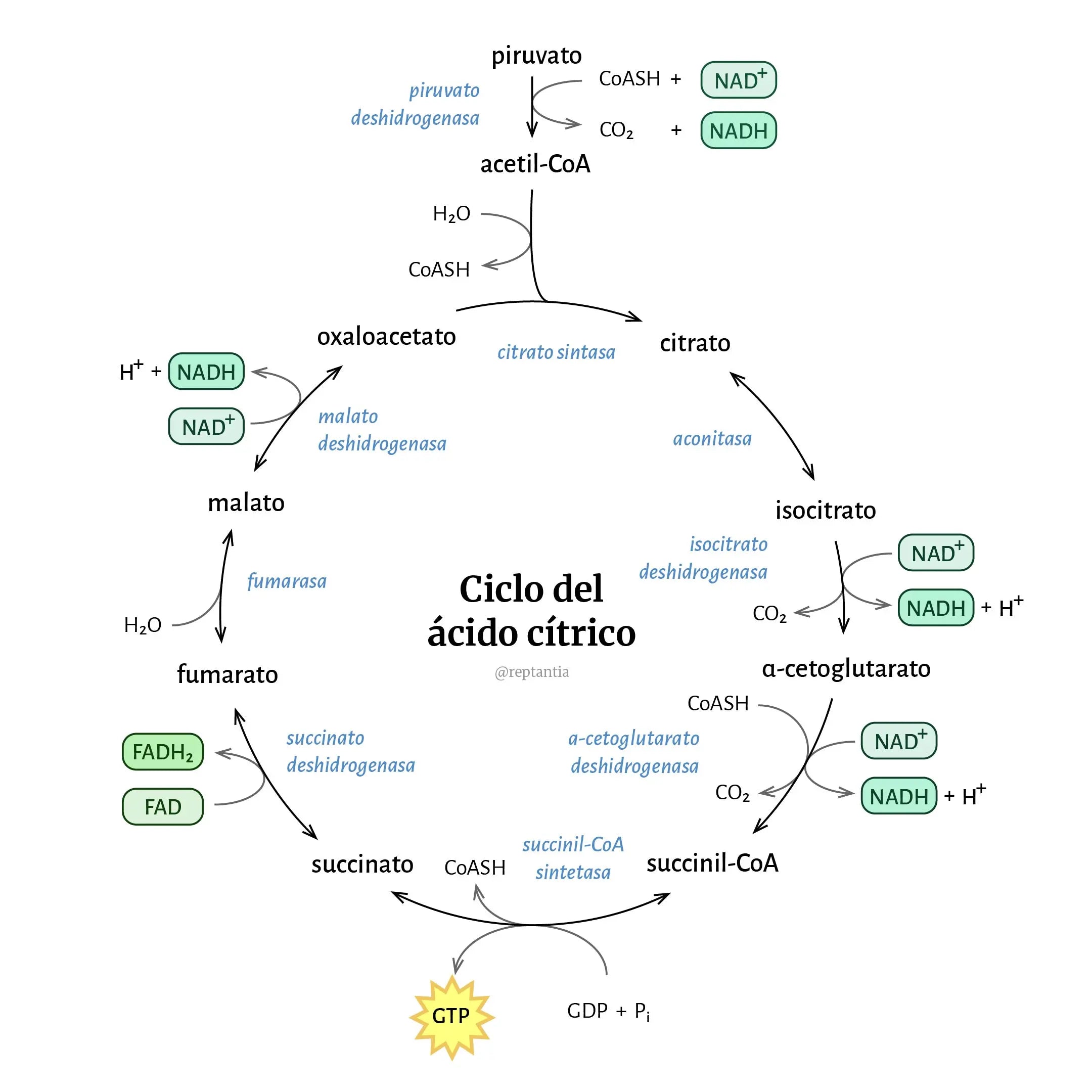 Ciclo de Krebs