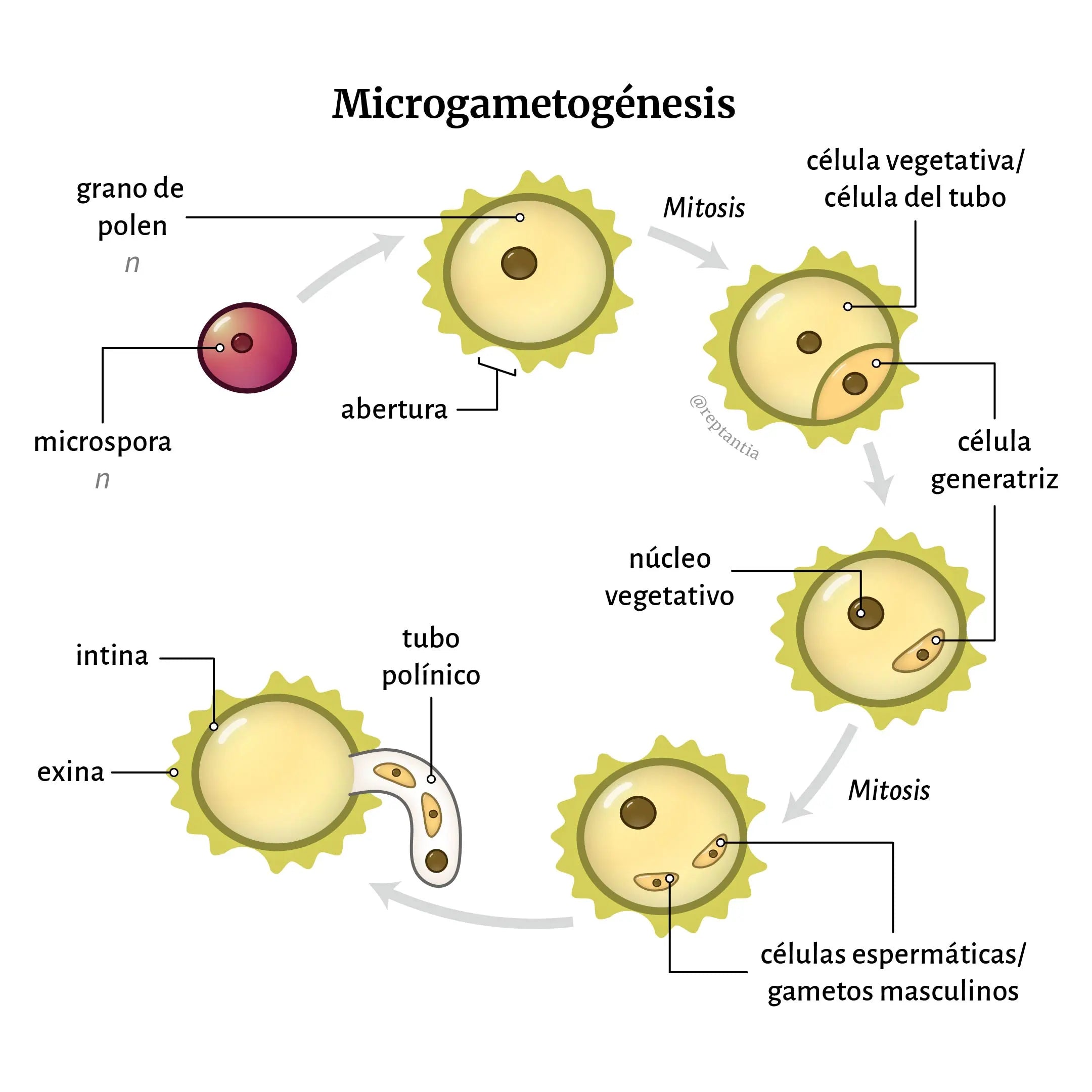 Microgametogénesis