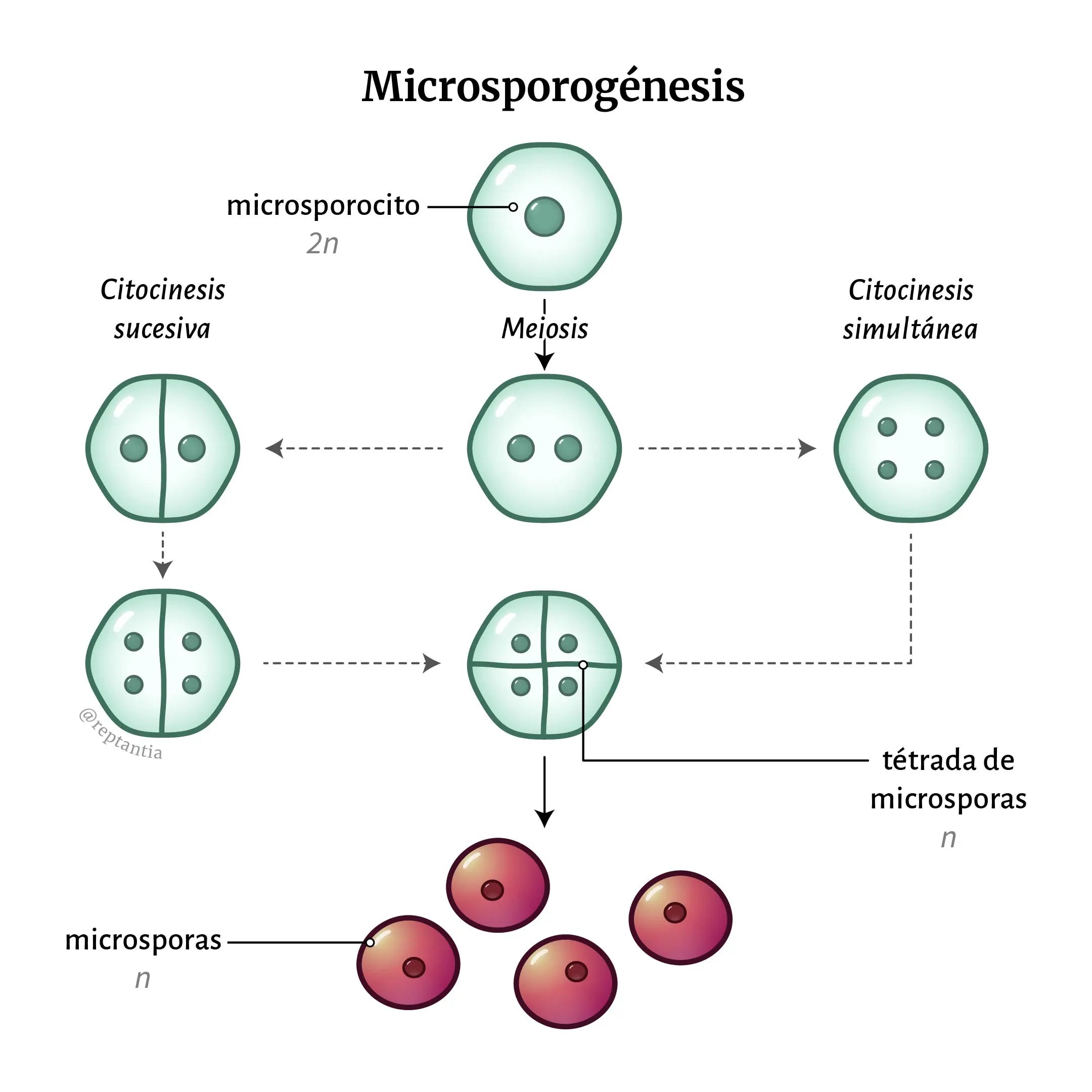 Microsporogénesis