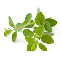 Oregano supplement