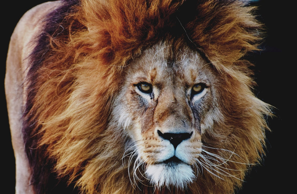 lion dans le christianisme