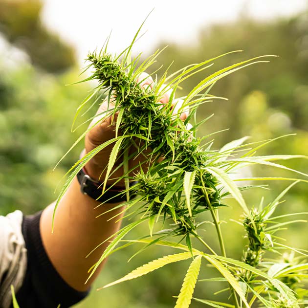 Man holding cannabis plant
