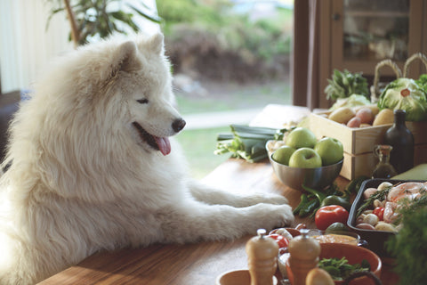 The Benefits of Feeding Your Dog a Raw Food Diet