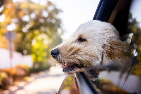 Car Travel With Dogs