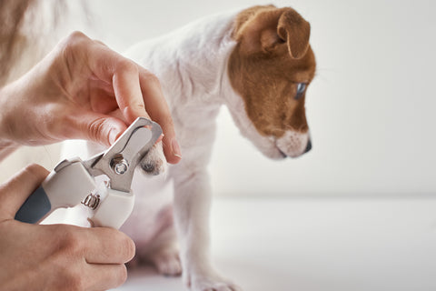 Nail Trims For Dogs