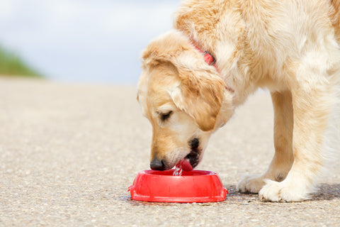 Summer Healthcare Tips For Dogs