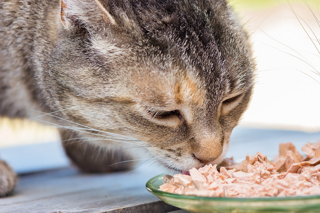 cat-eating-wet-food