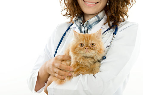 vet providing herbal therapy to cat