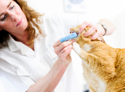 vet brushing cat's teeth using finger toothbrush