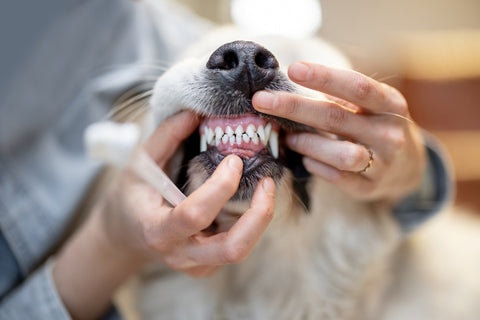 woman trying to brush dog's teeth