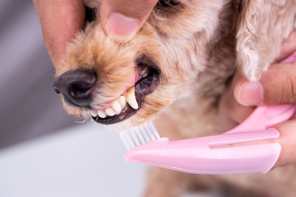 dog-with-dental-disease