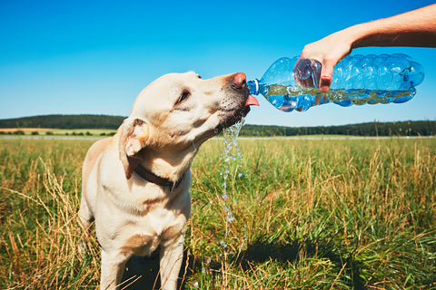 dog-hydrating-from-owners-water-bottle